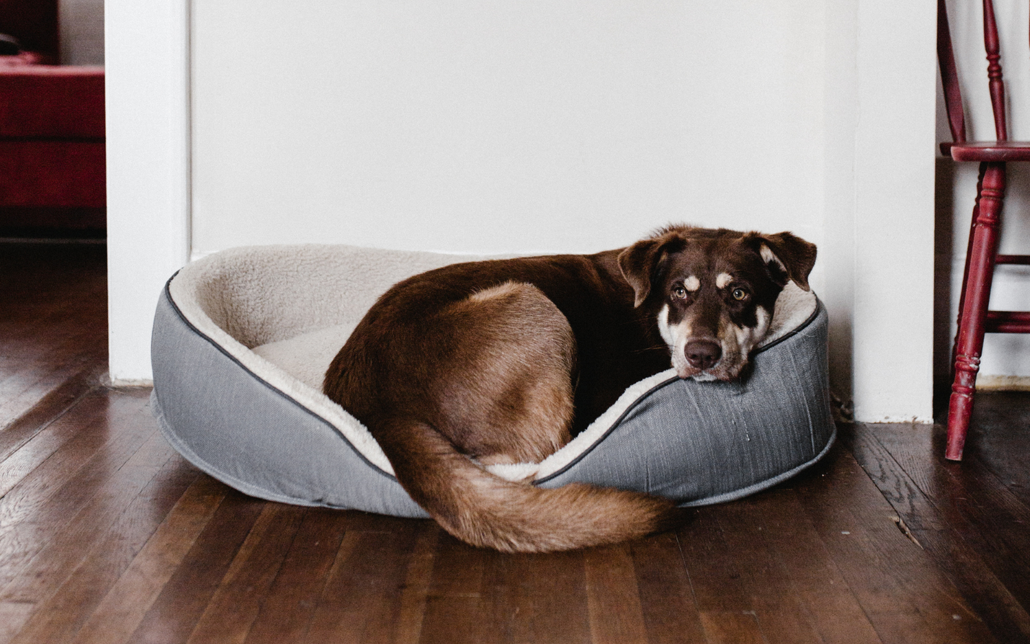 How to Choose the Perfect Pet Bed for Your Furry Friend